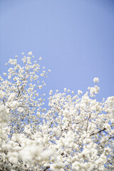Tree with white blossoms in spring, blue sky