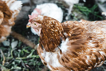 some hens in a small chicken coop