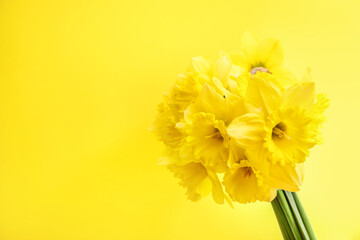 Yellow daffodils on yellow background