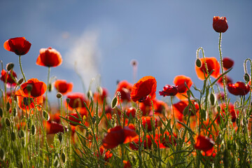 Beautiful big red poppy flowers in the afternoon sunlight. close up photographed. Soft focus blurred background with blue sky and white clouds in sunny weather. Europe Hungary