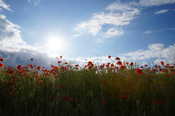 Fototapeta na wymiar Beautiful red poppy field, blue sky, white clouds with bright sunshine. Photographed from below. Soft focus blurred background. Europe Hungary