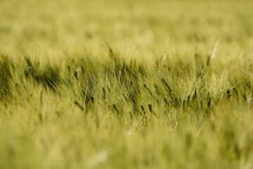 Wheat ears close up on a sunny day. Unripe green wheat in the field. Wheat in warm sunlight.