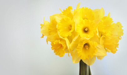 Yellow daffodils on gray background