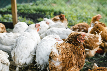 some hens in a small chicken coop
