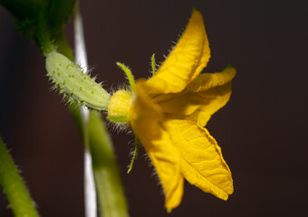 Close-up of a yellow flower on a cucumber.
