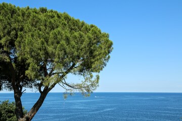 Fototapeta na wymiar Tree overlooking the adriatic cost on the istrian peninsular of croatia