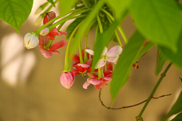 Pink Madhumalti flowers and buds