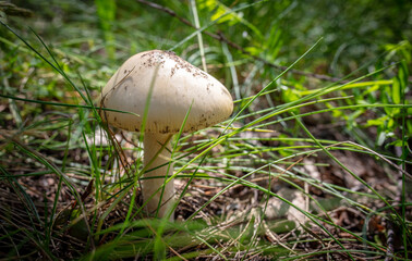 Close-up of edible mushroom growing in the ground.
