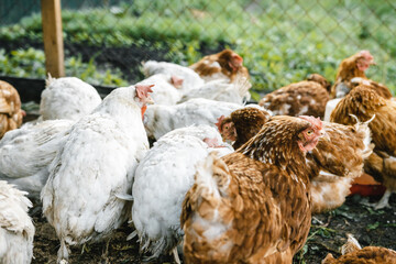 some hens in a small chicken coop