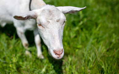Obraz premium White goat grazes on the green grass