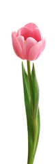 Pink tulip isolated on white background