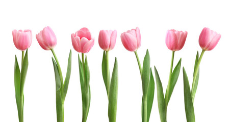 Collage of pink tulips isolated on white background
