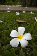White plumeria flowers on a green grass background