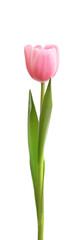 Pink tulip isolated on white background