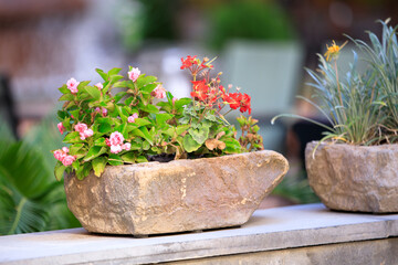 colorful flowers in stone