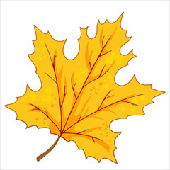 autumn maple leaf bright vector illustration isolated on white background