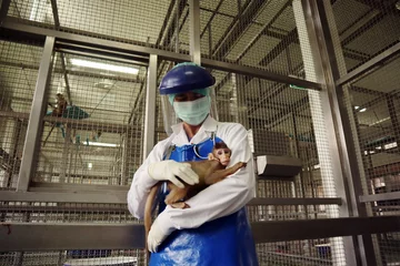 Fotobehang Aap Woman veterinarian holding a little  macaque monkey in the monkey cage.  © Achirawich