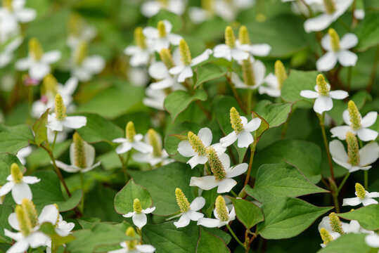 fish mint flowers, chameleon plant, lizard tail