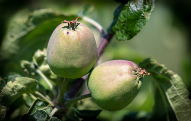 Close-up of apples on the branches of a tree.