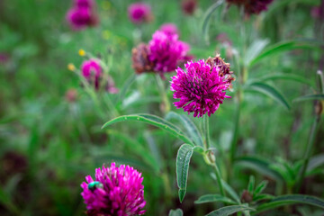 Beautiful purple flower grows in the park.