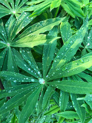 Closeup green leaves of lupine with drops, nature background