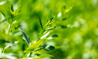 Close-up of green leaves in a summer park.