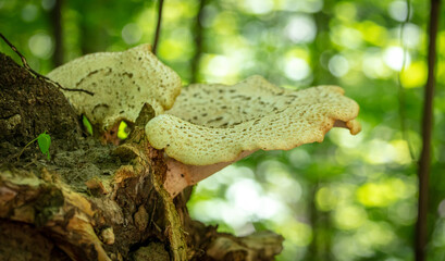 Close-up of an edible mushroom growing on a tree.