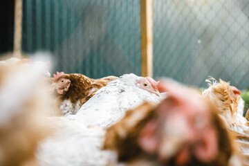 some hens in a small chicken coop