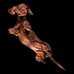 Floating shot of a Dachshund from underneath floating in space
