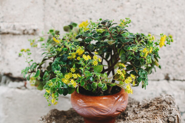 Blossoming Aichryson. Yellow flower in the pot. Yellow Flowering Aichryson Laxum Succulent Plant.Tree of love.