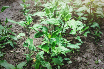 Young bushes of Jerusalem artichoke in the vegetable garden. Green leaves of Jerusalem artichoke.