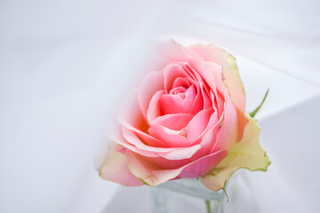 Różowa róża na białym tle © Zuza