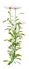 3D Rendering Leucanthemum Daisy Flowers on White