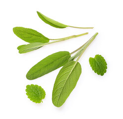 Fresh sage nd mint leaves isolated
