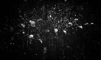 Black and white. Trees. Leaves. silhouette tree and nature sky