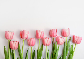 Pink tulips isolated on white background