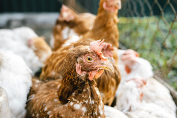 some hens in a small chicken coop