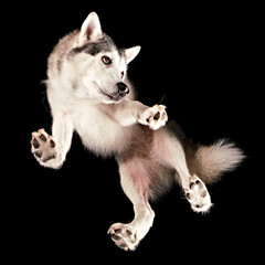 Shot of a Husky floating in space from underneath.