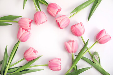 Pink tulips on white background. Top view