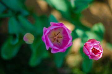 Obraz na płótnie Canvas purple tulip flower