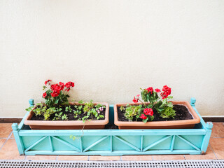 A plastic blue box with two pots of red geraniums stands on the floor near a white wall outdoor