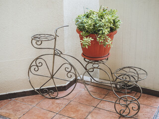 Fototapeta na wymiar Decorative wrought iron flower stand in the shape of a bicycle with a pot, with a plant stands on the floor on the tile against the white wall
