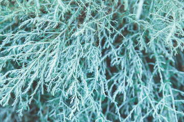 Abstract background from twigs of wormwood. Gray twigs with leaves.