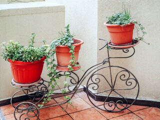 Decorative wrought iron flower stand in the shape of a bicycle with three pots, with green plants stands on the floor on the tile against the white wall