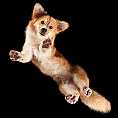 Corgi floating in space shot from underneath