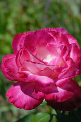 Roses in summer season closeup. Shallow depth of field