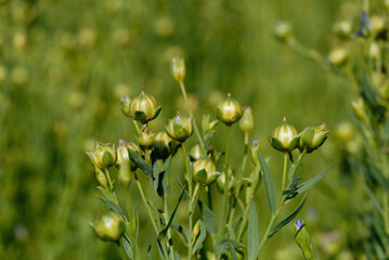 Flax blossoms on the field in summer closeup. Shallow depth of field