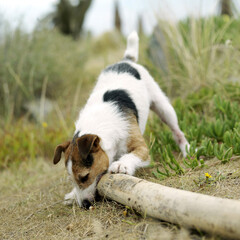 Dog sniffing around