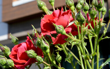 red rose in the garden
