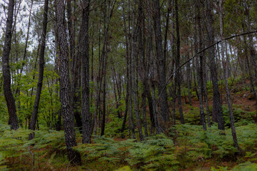 Maravilhosa paisagem de floresta na Europa com pinheiros e samambaias e fleches de luz e sombra. Floresta Portuguesa no interior de Viseu  no verão.